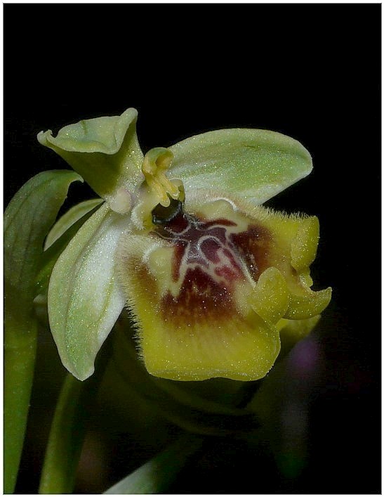 Ophrys lacaitae(con lusus)